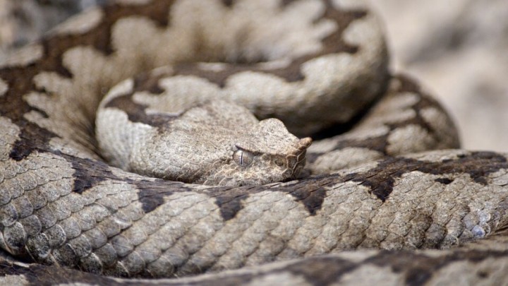 Umirovljenicu ugrizao poskok. Liječnici savjetuju oprez u ovo doba godine