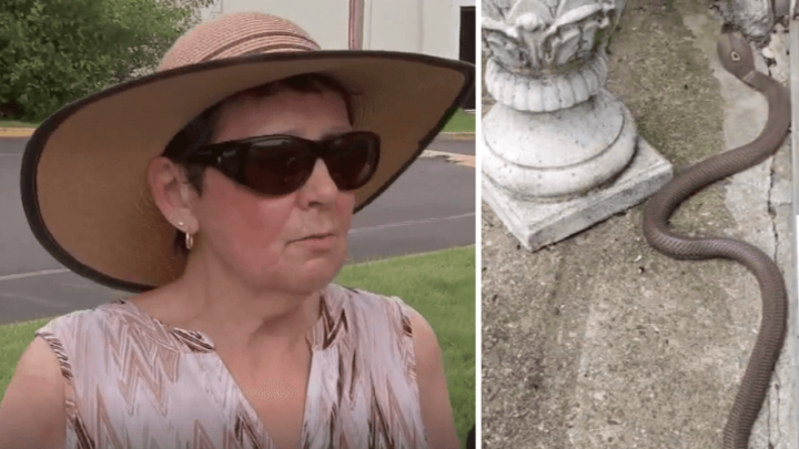 Neustrašiva prabaka u svom dvorištu lopatom ubila opasnu zmiju otrovnicu