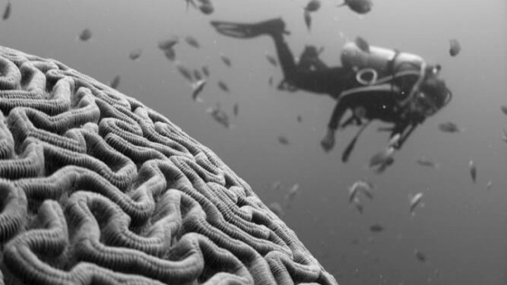 Veliko otkriće: Stariji ljudi mogu stvarati nove stanice u mozgu!