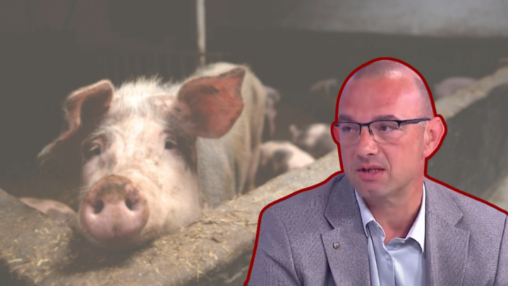 Profesor s veterine o afričkoj svinjskoj kugi: 'Susjed koji ilegalno drži svinje ugrožava i vas'