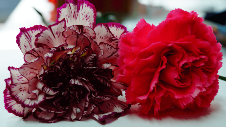 Male taje hrvatskog jezika: Koja je razlika između isto i jednako?