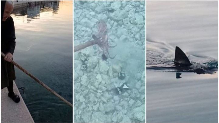 Baka u Tisnom ulovila hobotnicu, a onda je došao i morski pas: 'Biži ća od moje beštije'