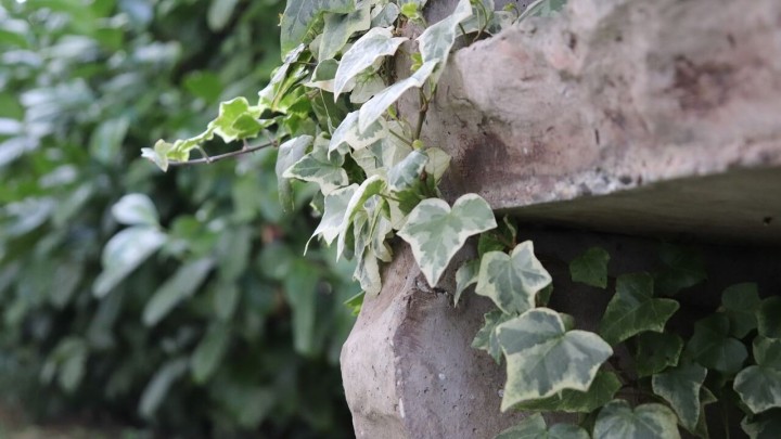 Otrovna, ali i ljekovita penjačica: Sve o ovoj biljci otkrila nam je profesorica Židovec