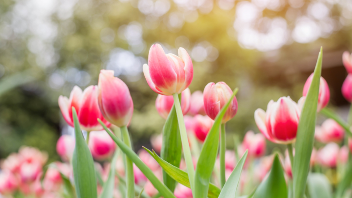 EU izvozi cvijeće vrijedno gotovo 100 milijuna eura: Evo tko je najveći izvoznik