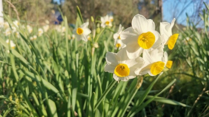 Vrt može lijepo izgledati i u zimsko doba: Ova vrsta cvate tijekom cijele zime