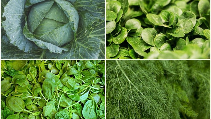 Uzgoj vlastitoga povrća moguć je i zimi: Ove biljke će uspjeti u zatvorenom