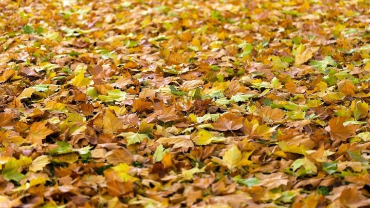 Lišće u vrtu može biti korisno za travnjak: Možda ga više nećete micati