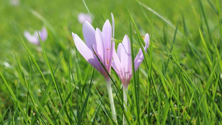 Branje medvjeđeg luka zahtijeva poseban oprez: Može se zamijeniti s otrovnom biljkom mrazovac