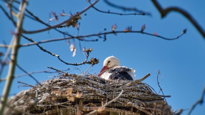 Ako imate rodu na krovu, u ovoj županiji možete dobiti 92 eura