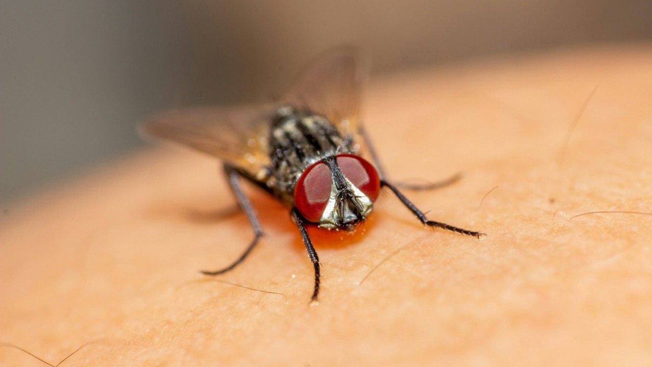 Muha Insect Muhe nikada nije bilo lakše otjerati uz ovako jednostavan trik: Sve što ...
