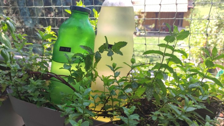 Bakina kuhinja: Napravite jednostavan sirup od mente i uživajte u pravom ljetnom okusu