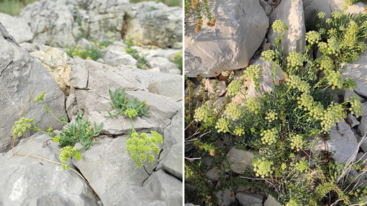 Motar: Biljka koja raste uz obalu, a može se jesti na razne načine