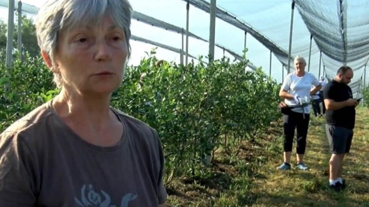 Umirovljenici spašavaju berbu borovnica: 'Mirovina 350 eura, a ovdje zaradim i do 800'