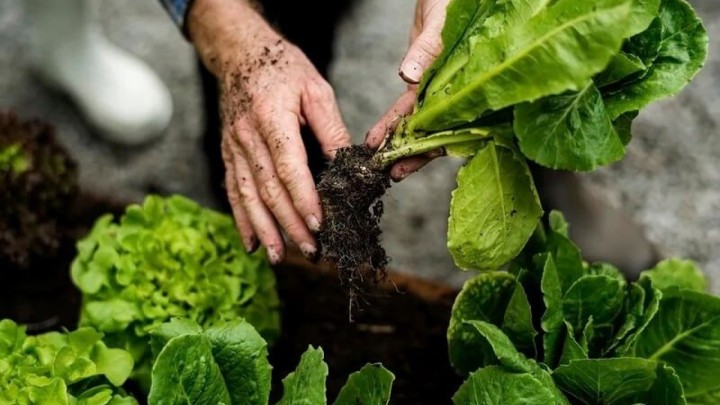 Vrt vam je u sjeni? Nema problema, jer ove vrste povrća ne trebaju previše sunca