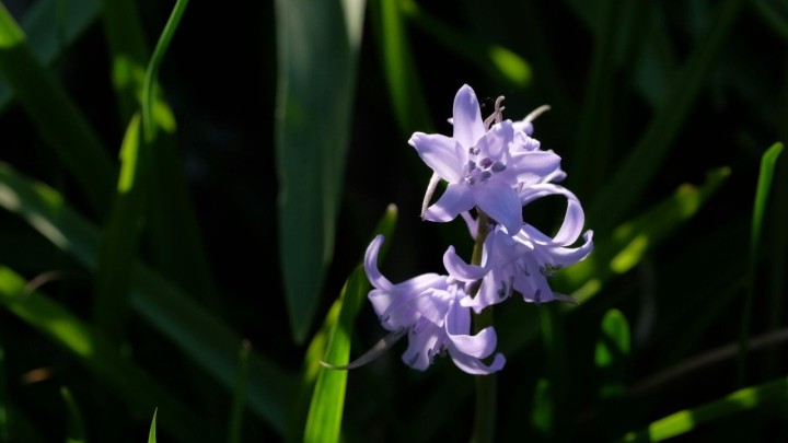 Ova biljka predivnog cvijeta nije nimalo pametan izbor za ukrašavanje vašeg vrta