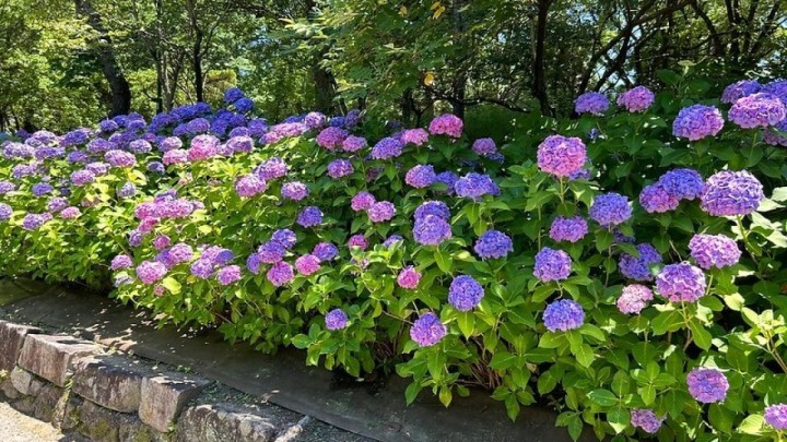 Mnogi čine ovu grešku u vrtovima: Evo zašto vaša hortenzija slabo cvijeta