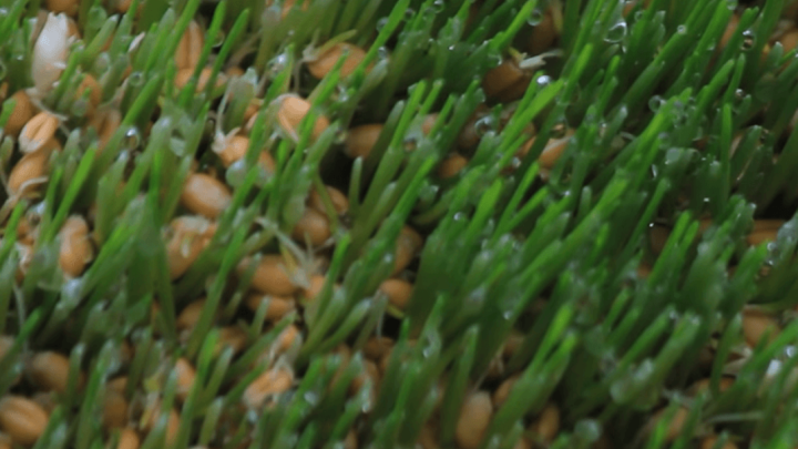 Donosimo vam nekoliko trikova za sadnju božićne pšenice