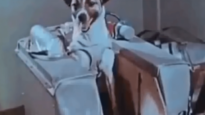 [3.11.] Tužna priča kujice Lajke - prve životinje u svemiru