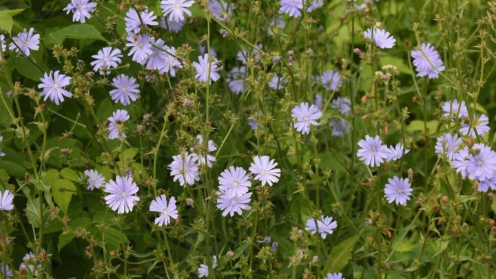 Biljka poznata kao zamjena za kavu: Potiče probavu, a liječi i artritis