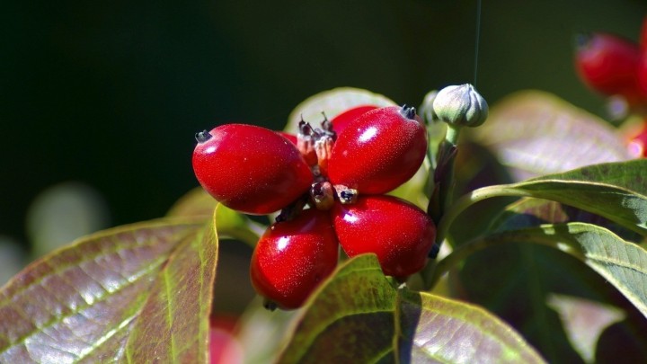 Ova biljka pomaže kod bolesti grla: Možete napraviti i čaj koji koristi probavi