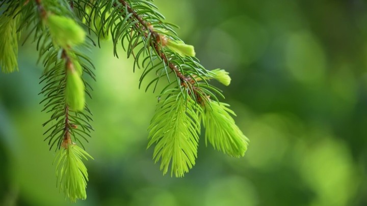 Sezona je prehlada: Sirup od borovih iglica odličan je lijek za kašalj, a možete ga i sami napraviti