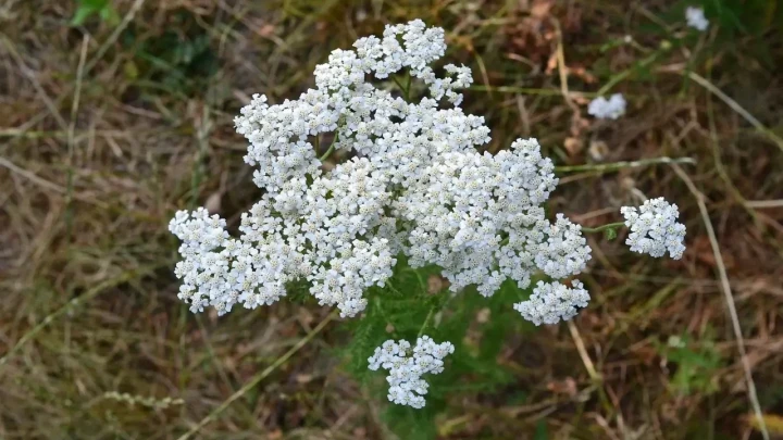 Stolisnik ili hajdučka trava: Narodni lijek koji tisućama godina pomaže kod raznih tegoba