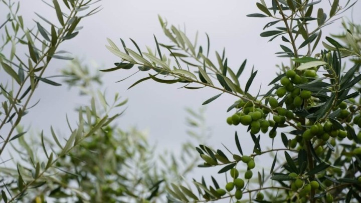 Čaj od lišća masline jedan je od najzdravijih na svijetu, evo kako ga pripremiti