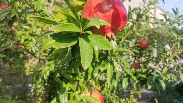 Sezona je nara: Studija potvrdila da tvar iz pitomog šipka može poboljšati pamćenje