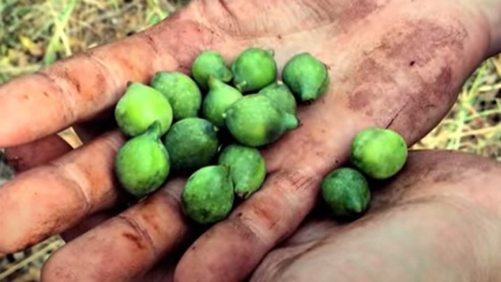 Kakadu šljive: Najzdravije voće na svijetu raste samo u jednoj zemlji