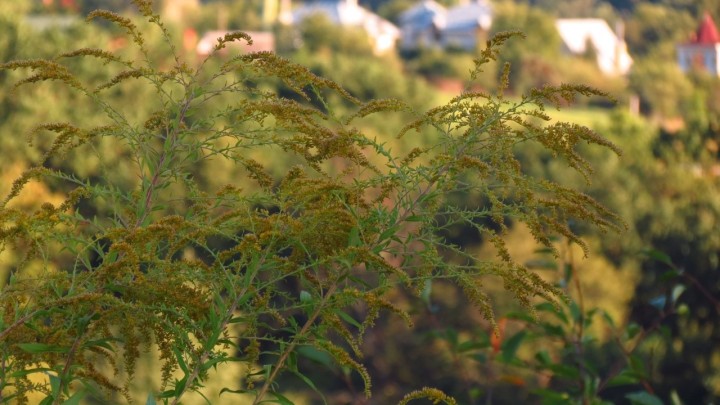 Alergija na ambroziju je vrlo česta, evo što sve trebate znati o njoj