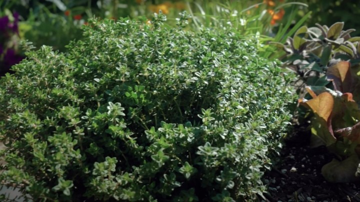 Ova ljekovita biljka se koristi kao začin jelima, evo kada se bere