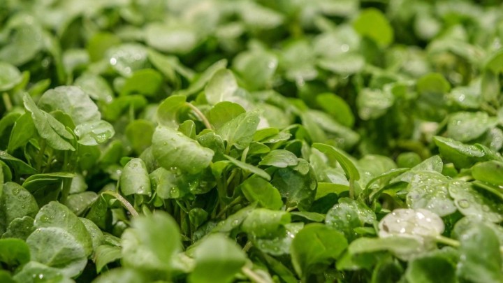 Potočarka je najzdravije povrće na svijetu: Ne samo da daje poseban okus jelima, već je izuzetno ljekovita