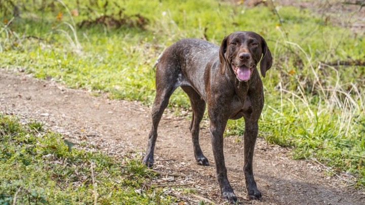 Umirovljenik (72) iz Siska usmrtio psa: Prijeti mu nekoliko godina zatvora