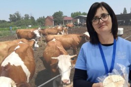 Obitelj Nikolić proizvodi mlijeko više od 50 godina: 'Otkupna cijena je mala, ali nije sve u novcu'