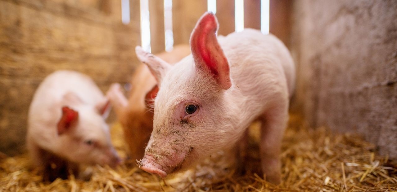 Uvoz svinjetine: 'Država koja ne proizvodi hranu ne upravlja svojom sudbinom'