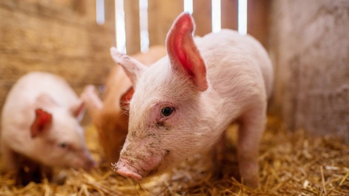 Uvoz svinjetine: 'Država koja ne proizvodi hranu ne upravlja svojom sudbinom'