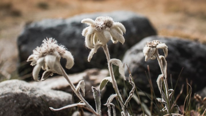 Nemojte brati ove biljke: Kazne iznose preko 26.000 eura