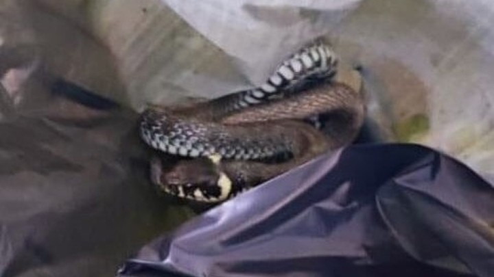 Nevjerojatna priča Azila Dumovca: 'Dami zlatne dobi skidamo kapu na hrabrosti...'