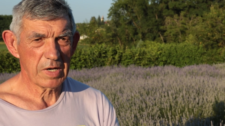 Umirovljenik Zlatko sasvim slučajno zasadio polje lavande, a danas ima OPG