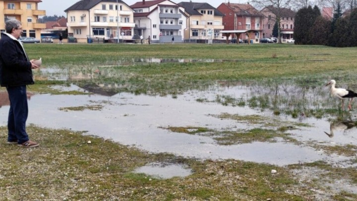 Umirovljenik iz Ludbrega uočio rodu na livadi, a sada se o njoj brine cijeli grad
