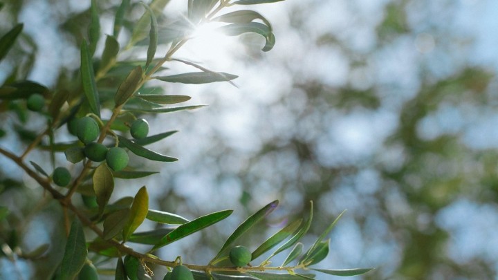 Novi problemi za poljoprivrednike? Procvale masline ranije nego ikada, stručnjak podijelio savjete