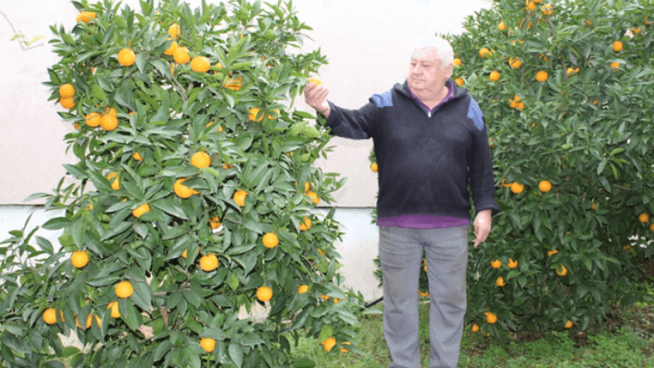 Umirovljenik iz Čapljine ispred svoje kuće ima više od 1,2 tona agruma, a na berbu je pozvao i novinare