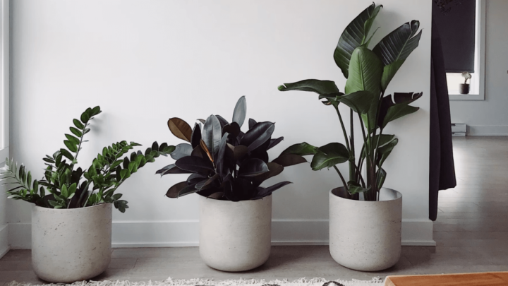 Kako odabrati pravo mjesto za vaše biljke? Pripazite na ove četiri vrste svjetlosti