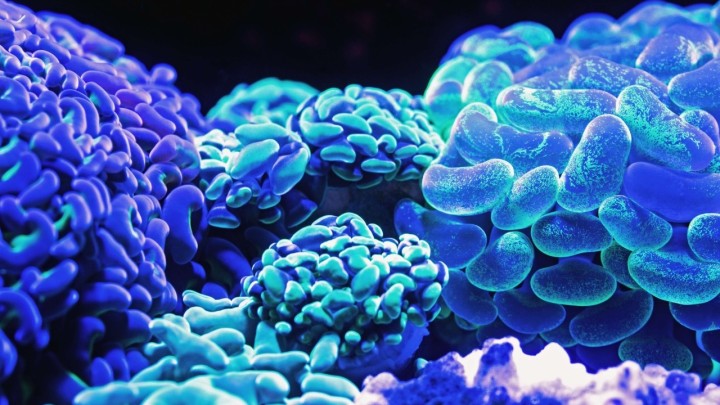 Kako (doslovno) očistiti mozak? Higijena mozga potreba je 21. stoljeća