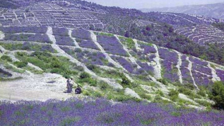 [VIDEO] Hrvatska prije 50 godine: Pogledajte berbu lavande na Hvaru iz 70-ih