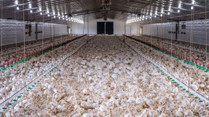 Ogroman kompleks za preradu peradi stiže u Hrvatsku: 'Napravit će od nas septičku jamu'