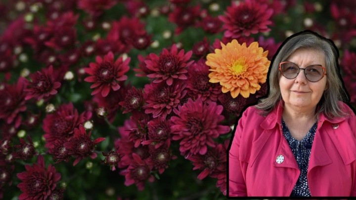 Kako uzgojiti krizanteme da traju godinama: Evo što savjetuje profesorica hortikulture