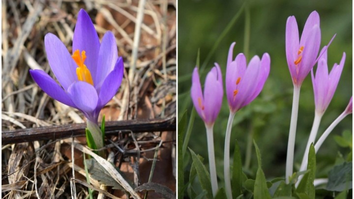 Budite oprezni ako berete šafran: Lako ga se zamijeni s otrovnim mrazovcem