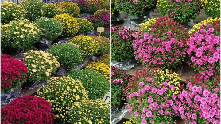 Prodavači su nam otkrili cijene cvijeća za blagdan Svih svetih: 'Ima puno kupaca, ali su nezadovoljni'