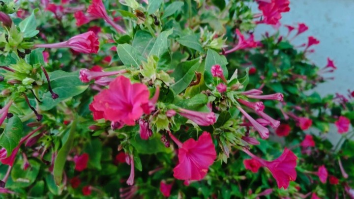 Noćna frajla je zanimljiva, grmovita biljka, a uz to je i korisna